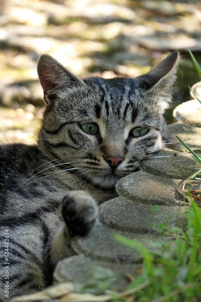 Fototapeta premium cat in the garden