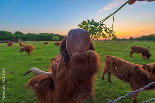 Karmiona Szkocka krowa Highland Cattles na pastwisku, łące o zachodzie słońca.