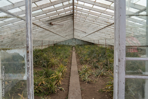 Greenhouse at a pineapple plantation on São Miguel island of the Azores. 