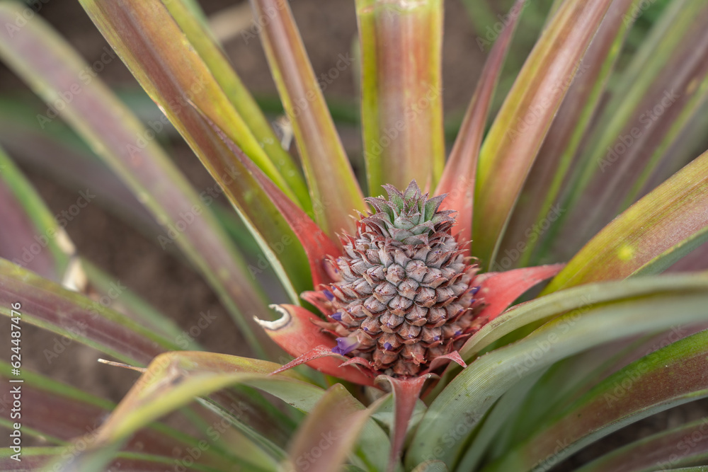 Pineapple at a pineapple plantation in the Azores. Pineapple at a pineapple plantation in the Azores.