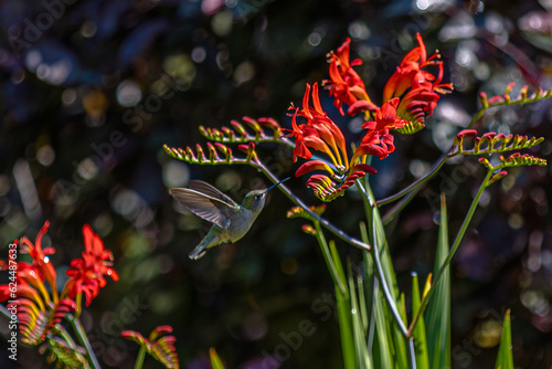 Hummingbird enjoys a Lucifer flower with a Bokeh background photo