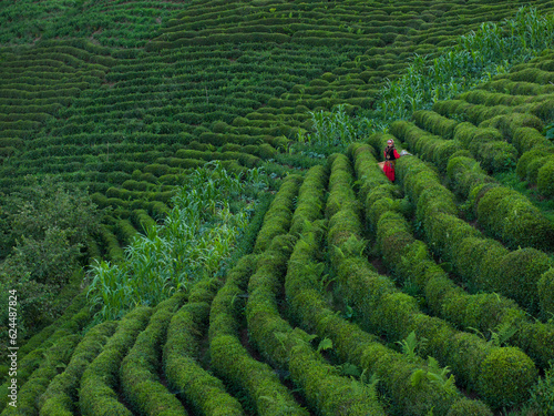 Woman Picking Tea in the Tea Garden Drone Photo, Tirebolu Giresun, Rize Turkey (Turkiye)