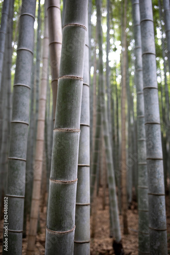 Arashiyama Bamboo Grove in Kyoto  Japan