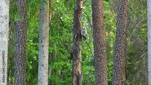A predatory bird Ural owl perched in a summery boreal forest in Estonia, Northern Europe photo
