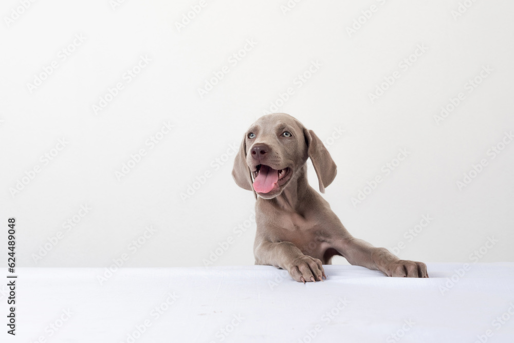 Happy Weimaraner puppy smiling with tongue out on white background. Portrait of a cute puppy Happy Weimaraner puppy smiling with tongue out on white background. Portrait of a cute puppy