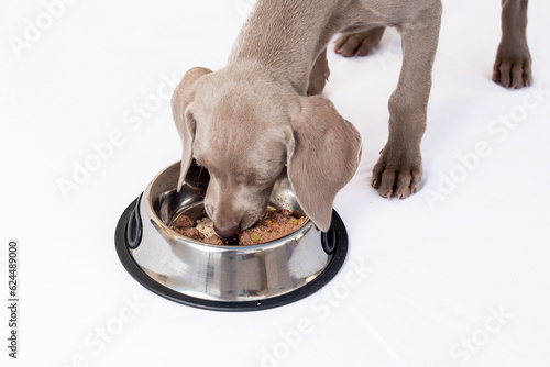 Hungry Weimaraner puppy eating at its feeder on white background. Healthy feeding of dogs and domestic pets