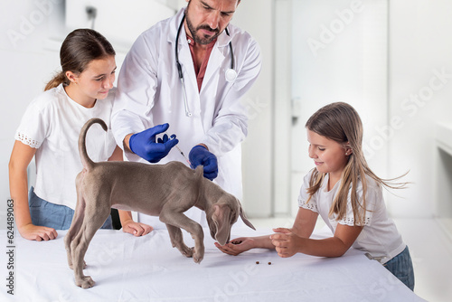Fototapeta Naklejka Na Ścianę i Meble -  Two girls distract their Weimaraner puppy at a veterinary clinic while the veterinarian vaccinates the dog for possible diseases. Vaccination and animal health