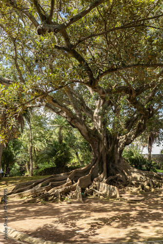 Trees on the island of Sao Miguel.