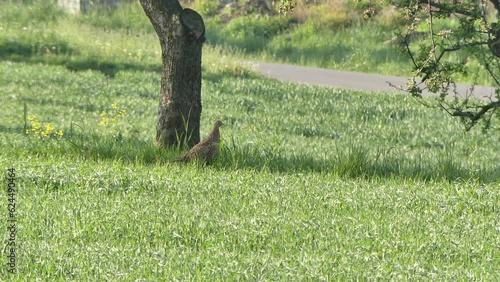 Female of Common pheasant, Phasianus colchicusin green field under apple tree on warm spring day - real time. Topics: ornithology, nature, fauna, flora, natural environment, spring season photo