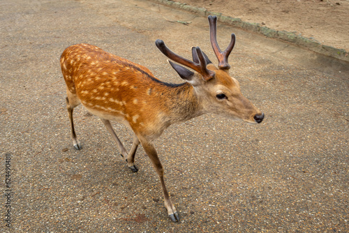 Wild deer in Nara Park in Nara, Japan