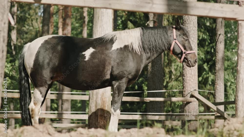 Gorgeous black and white horse with bridle walking outdoors on farm during summer day Gorgeous black and white horse with bridle walking outdoors on farm during summer day