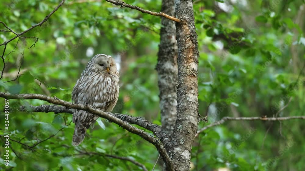 A predatory bird Ural owl perched in a summery boreal forest in Estonia, Northern Europe A predatory bird Ural owl perched in a summery boreal forest in Estonia, Northern Europe