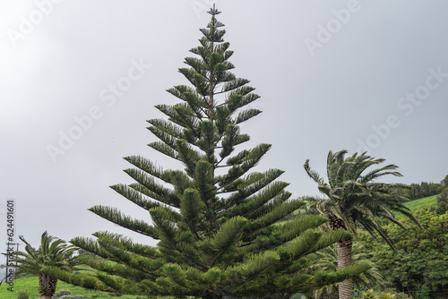 Green nature on the Azores Island.