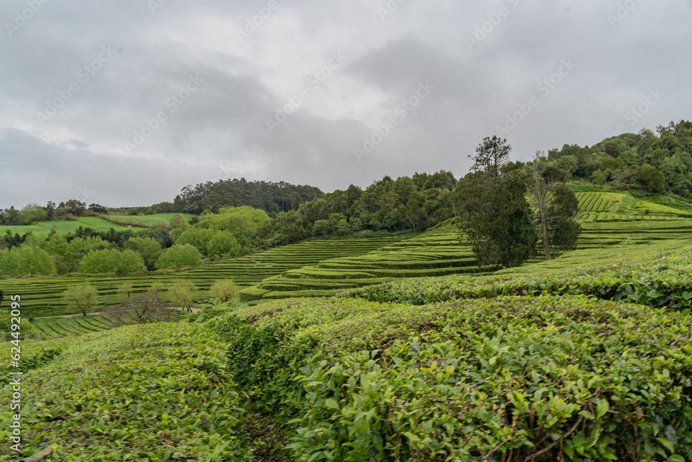 View over the tea plantation of Gorreana located on Sao Miguel Island of the Azores. 