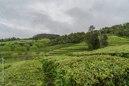 View over the tea plantation of Gorreana located on Sao Miguel Island of the Azores. 