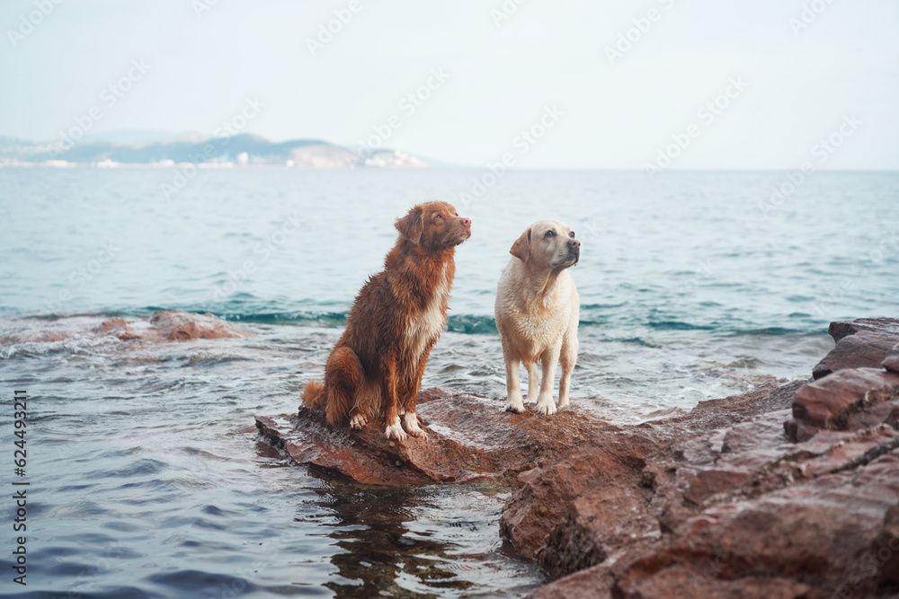 two dogs stand on a stone by the sea. Nova Scotia duck tolling retriever and labrador retriever together at water two dogs stand on a stone by the sea. Nova Scotia duck tolling retriever and labrador retriever together at water