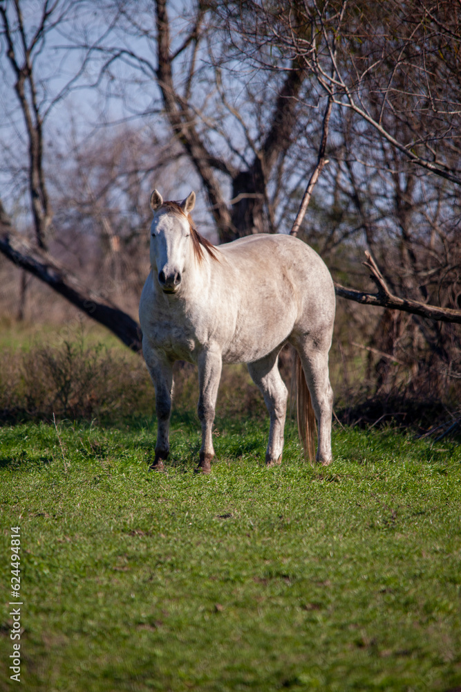 Fototapeta premium Beautiful grey quarter horse in a field.