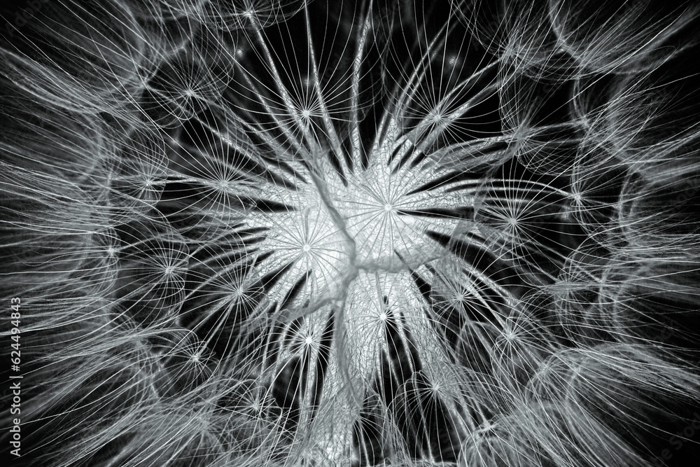 Obraz premium flower fluff, dandelion seeds - beautiful macro photography