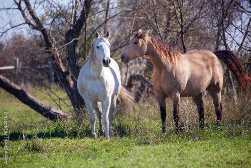 A buckskin or dun and gray quarter horse on a working cattle ranch