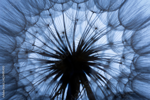 flower fluff  dandelion seeds  - beautiful macro photography