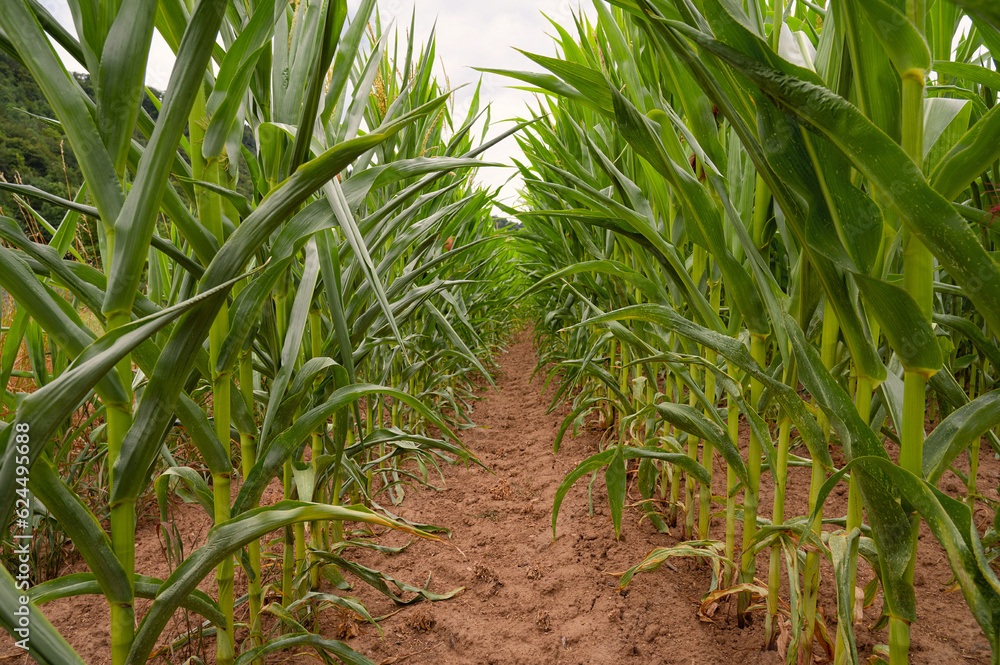 Obraz premium Corn field, cultivated corn cob start to grow, harvest in the summer, agriculture plants for food, farmland on the countryside 