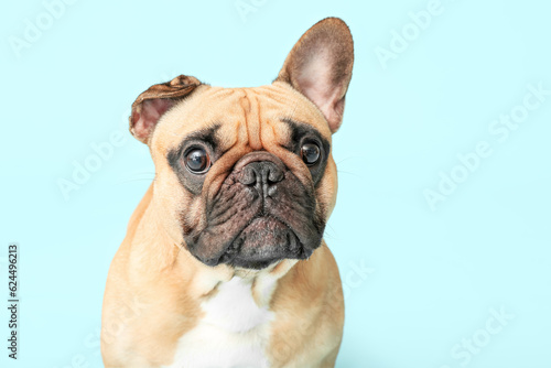 Cute French bulldog on blue background  closeup