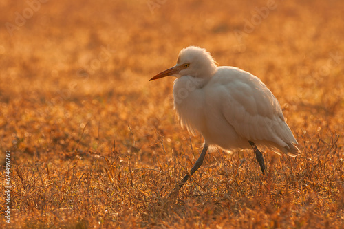 Eastern Cattle Egret, Bubulcus coromandus photo