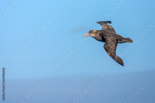 Southern Giant Petrel  Macronectes giganteus