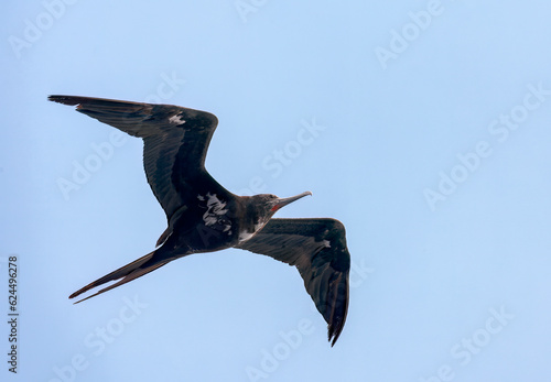 Ascension Frigatebird, Fregata aquila © Marc