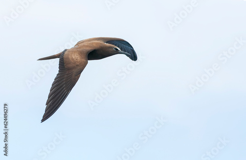 Common Brown Noddy  Anous  stolidus  stolidus