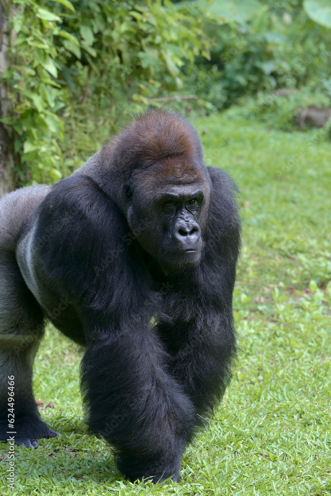 Silverback gorillas in their environment Silverback gorillas in their environment