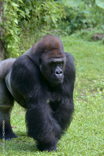 Silverback gorillas in their environment © DS light photography