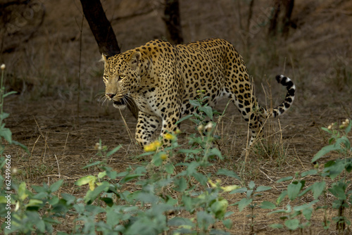 From Jhalana Leopard Safari Park in Jaipur  Rajasthan 