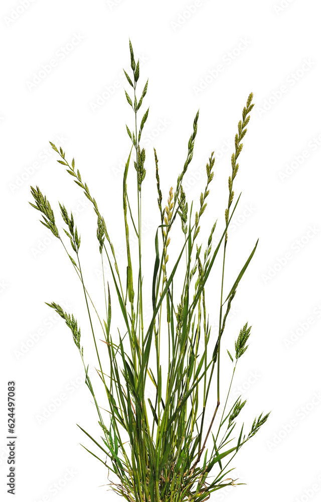 Bundle of meadow grass with spikelets on transparent background. Bundle of meadow grass with spikelets on transparent background.