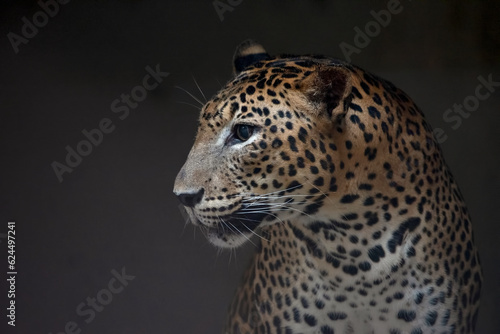 Close-up photo of an Javan leopard from a dark place