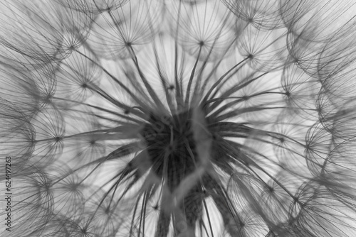 flower fluff  dandelion seeds  - beautiful macro photography