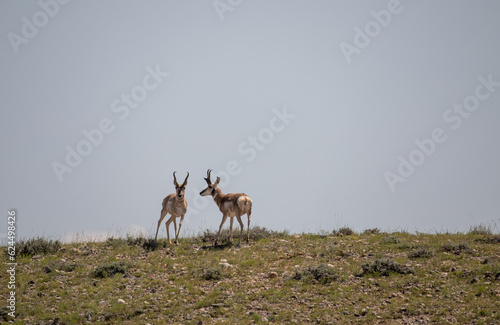 Pronghorn Bucks in the Wyoming Desert