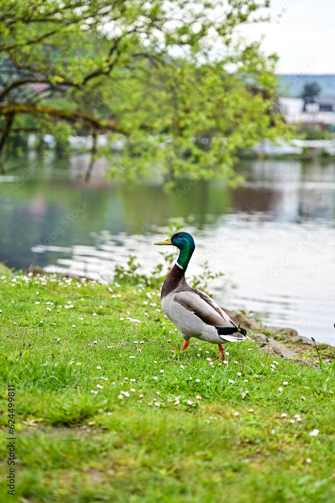 Obraz premium Stockente (Anas platyrhynchos) läuft über den Rasen am Fluss Main und sucht nach Futter, Miltenberg, Deutschland, Ente - unscharfer Hintergrund