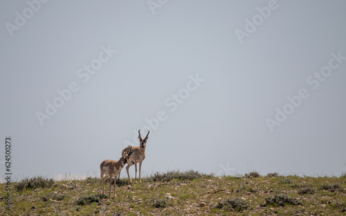 Pronghorn Bucks in the Wyoming Desert