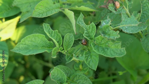 Wallpaper Mural Colorado beetles eats a green potato leaves young in the garden. Crop pests gnaw the leaves of flowering potatoes. Close up of ten-striped spearman beetle and larva on a plant. Potato bug pest in 4K Torontodigital.ca