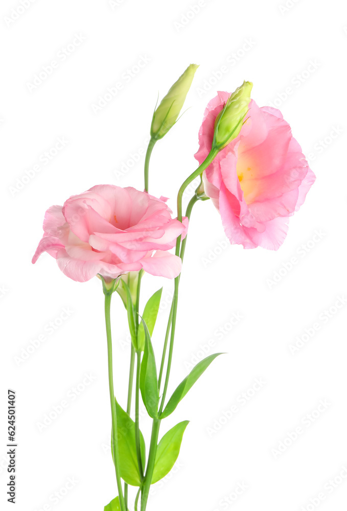 Beautiful pink eustoma flowers on white background Beautiful pink eustoma flowers on white background