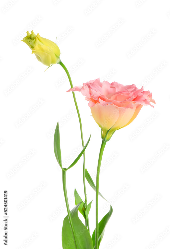 Beautiful pink eustoma flowers on white background Beautiful pink eustoma flowers on white background