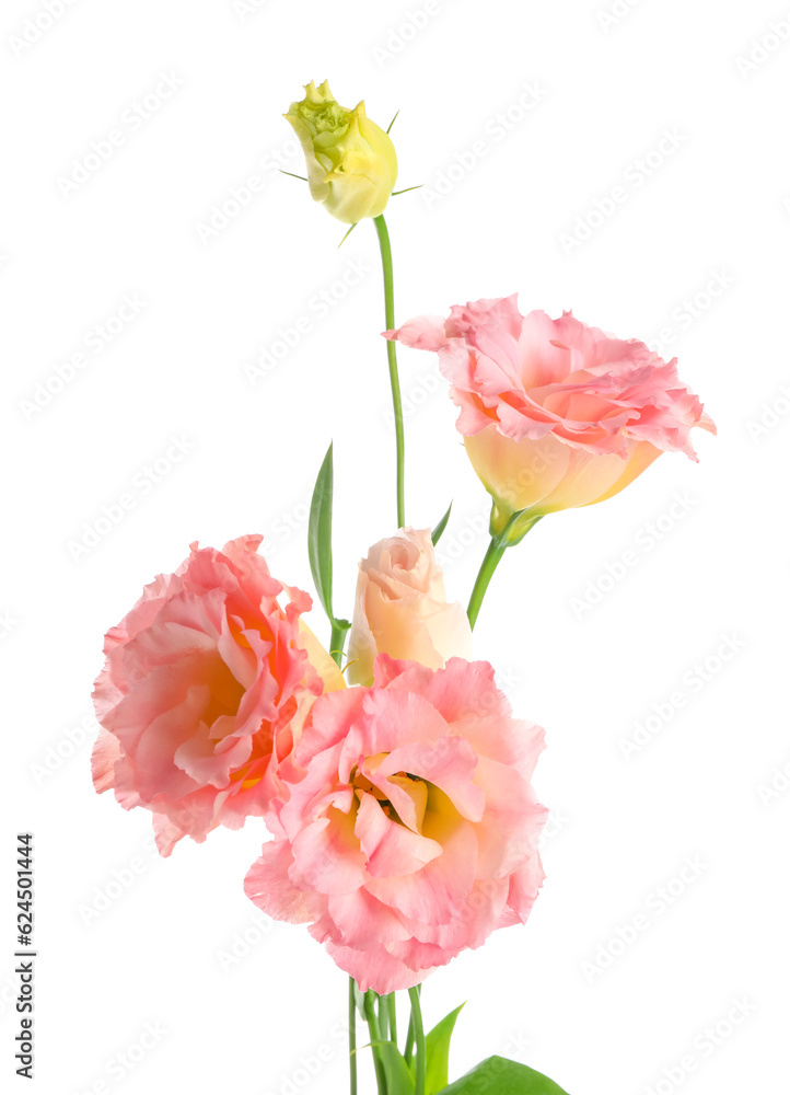 Beautiful pink eustoma flowers on white background