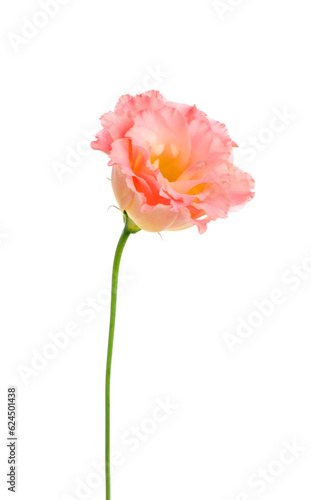 Beautiful pink eustoma flower on white background