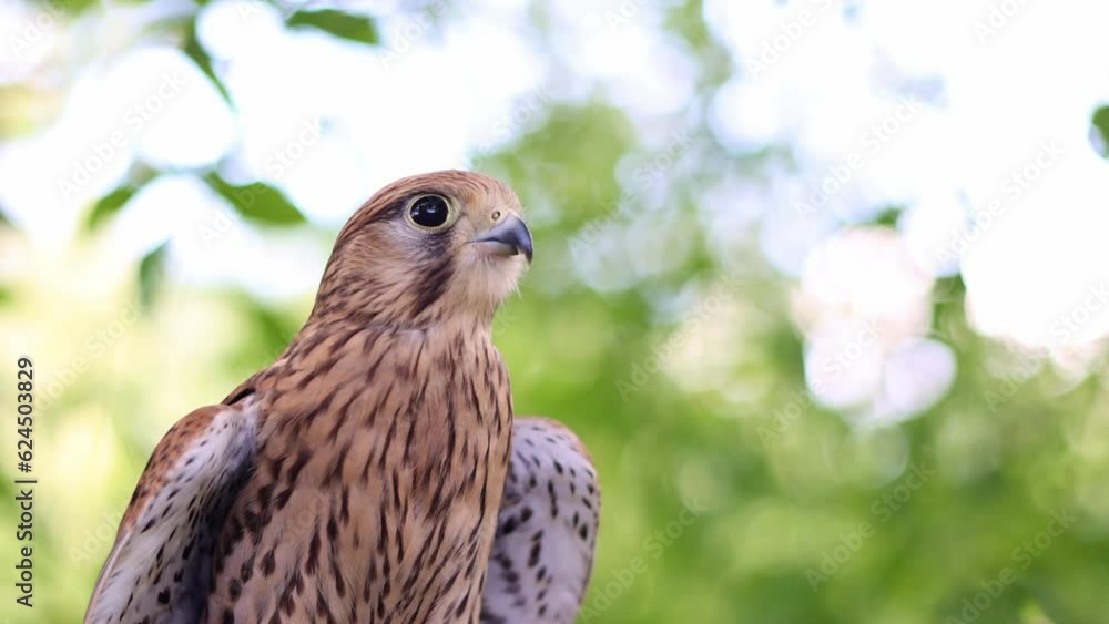 Portrait of a kestrel falcon in the forest. Portrait of a kestrel falcon in the forest.
