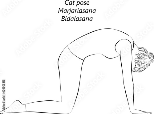 Sketch of young woman practicing yoga, doing Cat pose. Marjariasana. Bidalasana, Arm Leg Support and Forward Bend. Beginner. Isolated vector illustration.