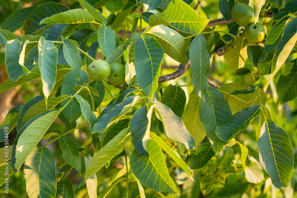 Walnut leaves and unripe green nuts in summer