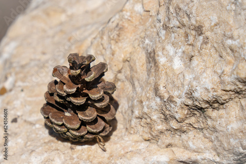 Pine cone on a rock in the summer sun
