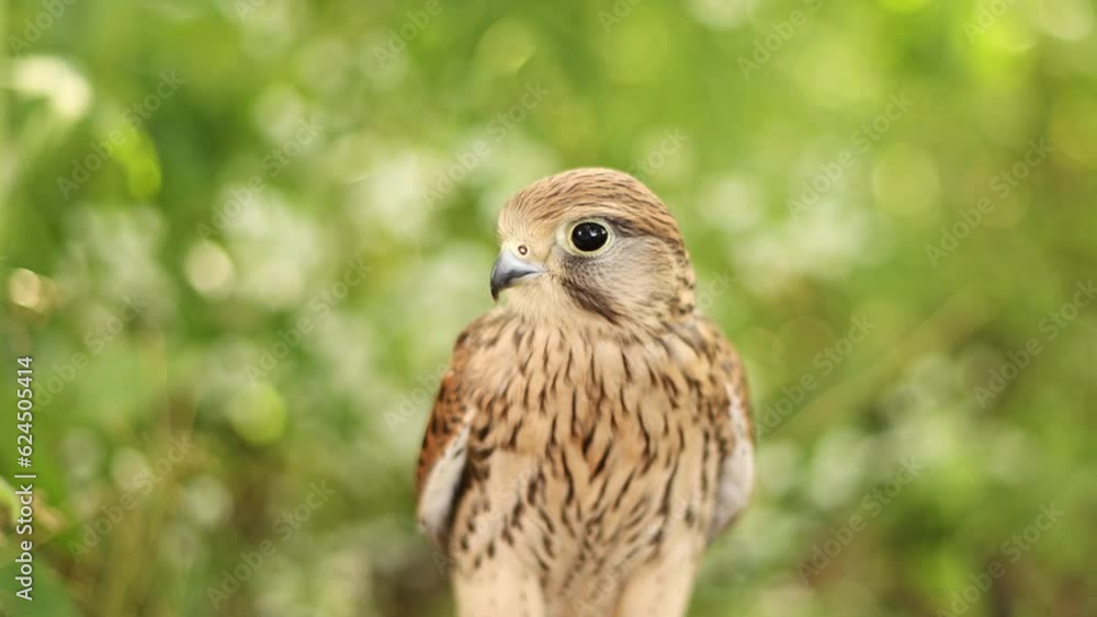 Portrait of a kestrel falcon in the forest. Portrait of a kestrel falcon in the forest.