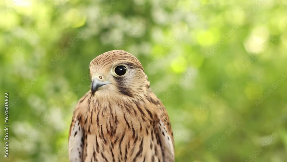 Portrait of a kestrel falcon in the forest. Portrait of a kestrel falcon in the forest.